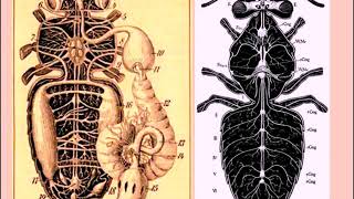 Anatomy of Animals: Invertebrata and Vertebrata, Video Lecture-02. Anatomy of Animals: Invertebrata and Vertebrata, Video Lecture-02.