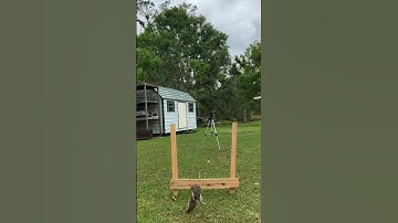 Squirrel Launching / Squirrel Catapult #shorts