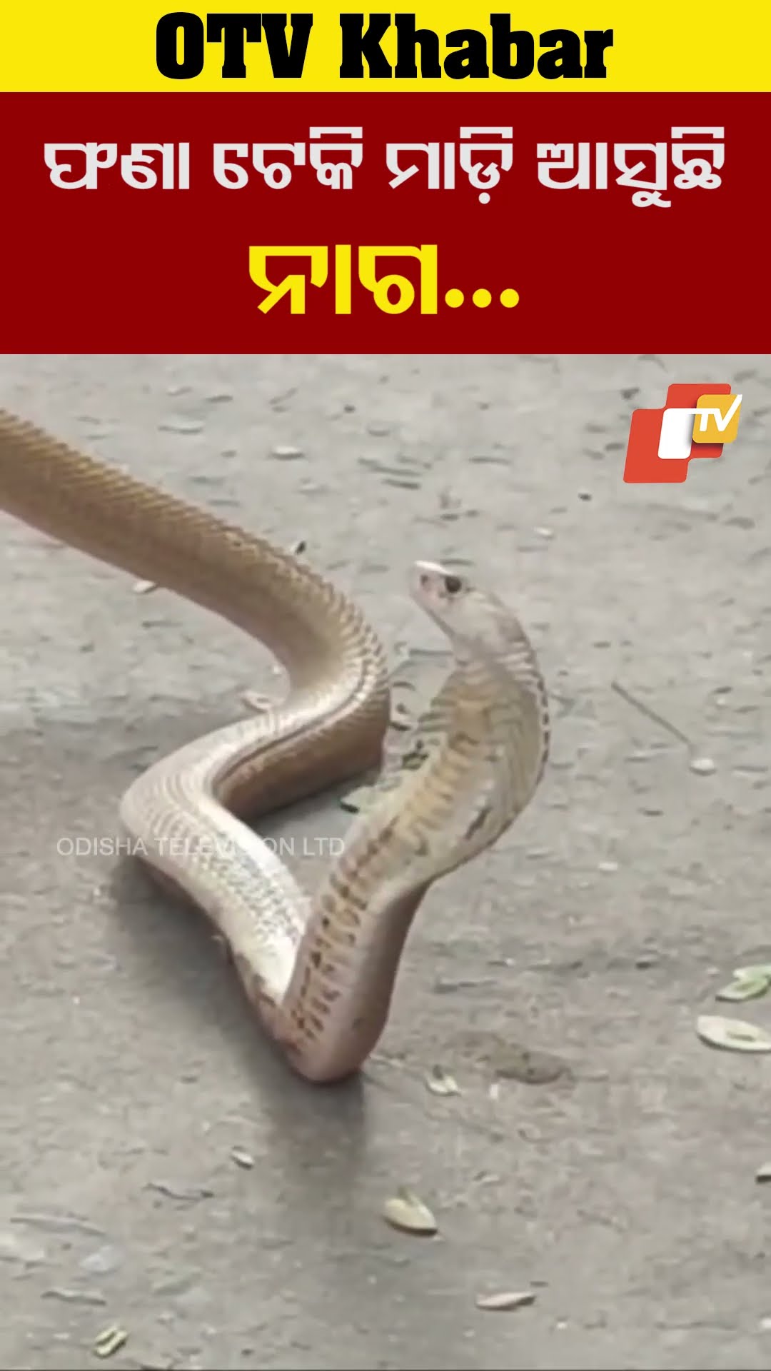 ଫଣା ଟେକି ମାଡ଼ି ଆସୁଛି ନାଗ, ମ୍ପଂ ମ୍ପଂ କରି କରୁଛି ଗର୍ଜନ #Bhadrak #OdishaTV  #OTV