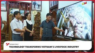Technology transforms Vietnam's livestock industry | Vietnam Today