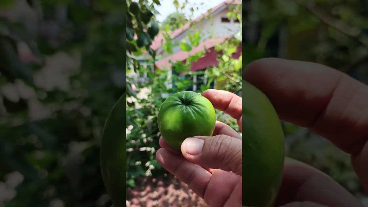 DuCara panen yang benar, buah bidara india, buah obat yang banyak mengandung asiat