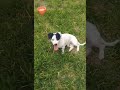 Video of adoptable pet named Sixto