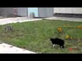 Funnys cat vs dog must see who wins   funny.