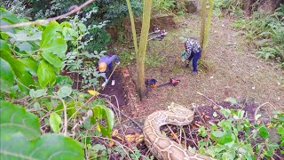 DANGERS FROM ABOVE - The journey to search for GIANT Pythons - Cleaning up the abandoned garden