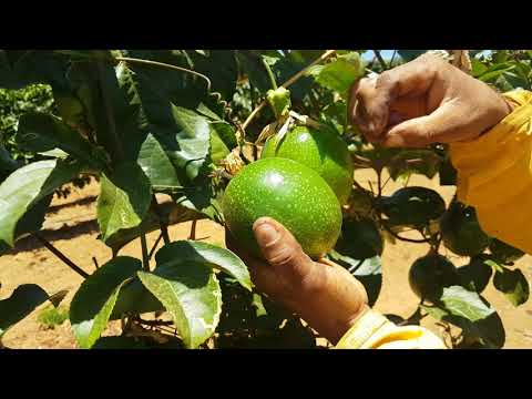 Vídeo: Colheita de maracujá: aprenda como e quando colher maracujá