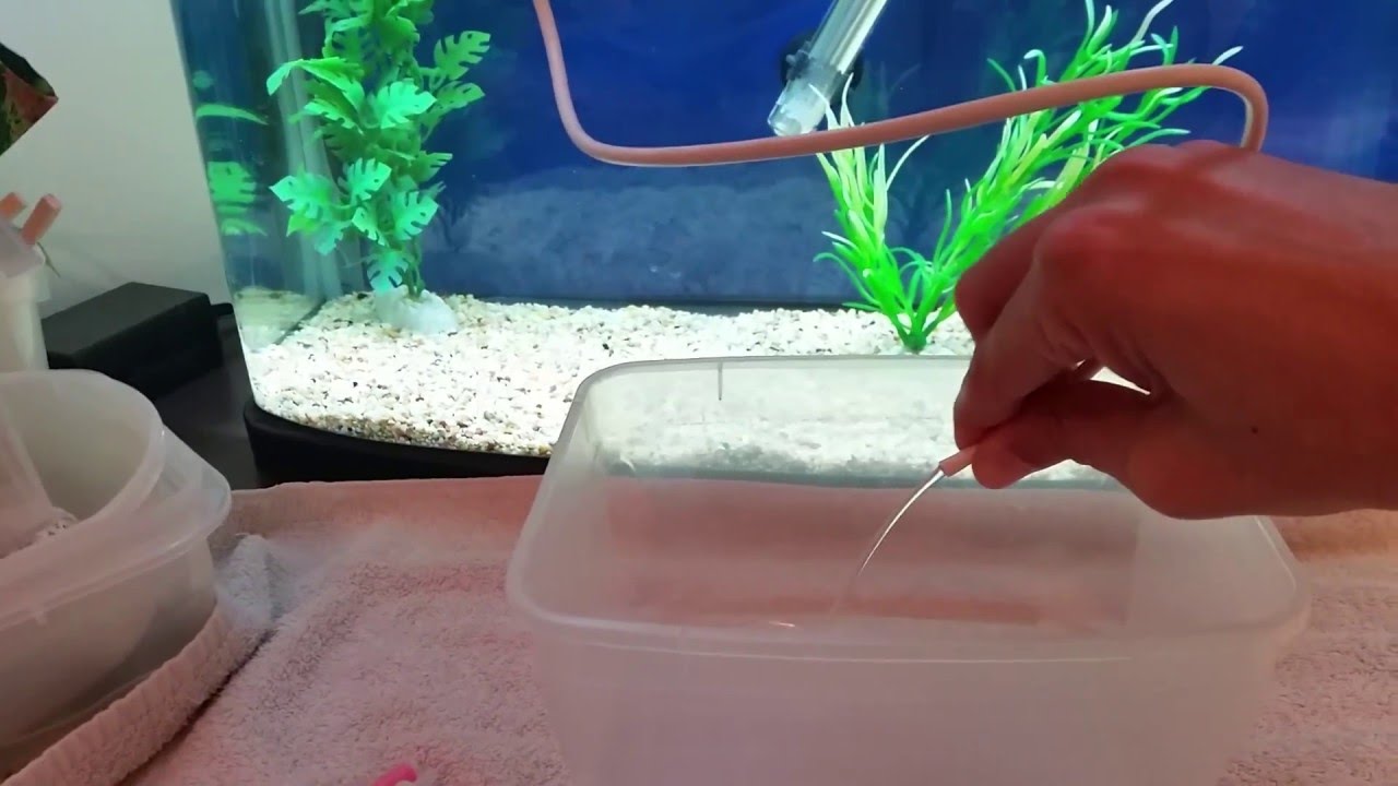 How to clean a beta fish tank