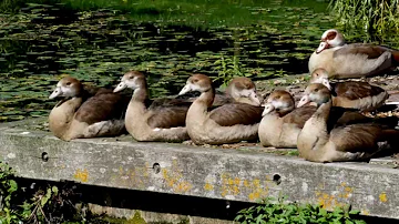 Katwijkse duinen in 4K GH4