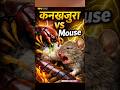 कनखजूरे का चूहे पर हमला 🐛🐭 | #facts