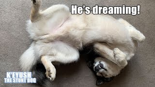 Husky TALKS In His SLEEP! He Has Strange Dreams! So Funny!