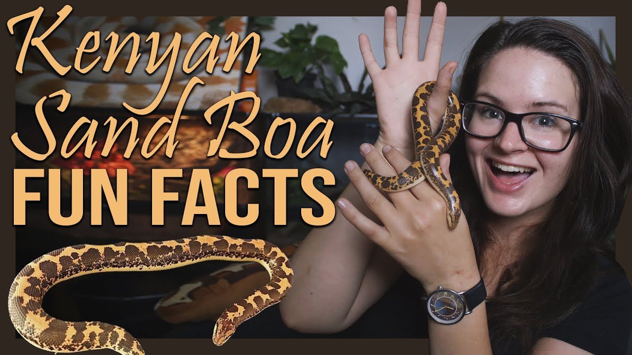 KENYAN SAND BOA [FUN FACTS]
