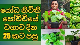Spinach cultivation in Sri Lanka Growing Spinach at Home garden in Pots Situation after 25 Days