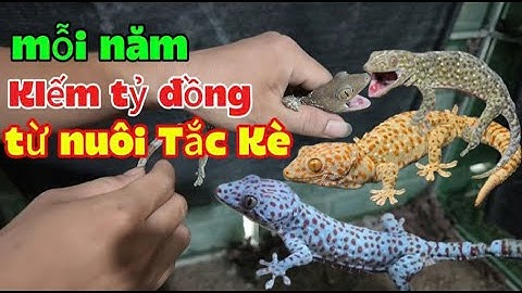 Thu Tiền Tỷ Đồng Mỗi Năm Từ Nuôi Tắc Kè, Mô Hình Nuôi Mới || NongNghiep247