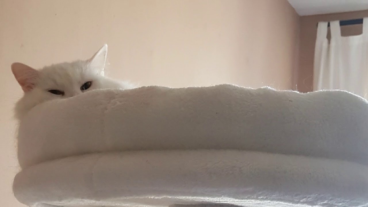 Meine haarige Freunde BKH und Main Coon Katze