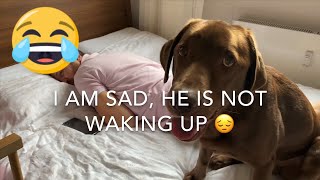 Funny Dog Video- How My Labrador Wakes Me Up to Play Fetch in the Park| Chuck the Lab