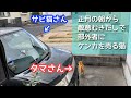 【ついに共演】ひと回りデカいサビ猫に勇敢に立ち向かう野良猫