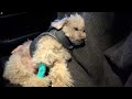 痙攣発作を起こした愛犬のMRI検査の結果が出ました。