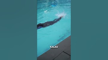 Cara Teknik Kicking Renang Gaya Bebas yang Benar. Jangan Sampai Salah Yaa...