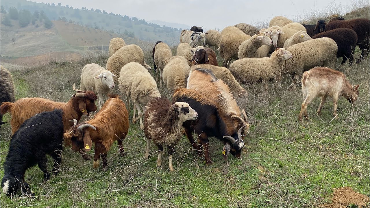Köyde Küçükbaş 2025 de Son Mera ❄️☃️