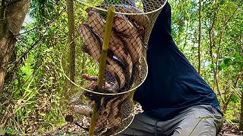 Đặt L Săn Cá Lóc Cặp Bìa Rừng Rừng Dính Liên Tục Và Cặp Cá Trê Vàng /  fishing with a trap