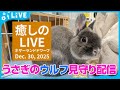 【今日のうさぎ 12/30】ウルフ(ネザーランドドワーフ)といっしょにまったり時間|Wolf the bunny (Netherland Dwarf Bunny) Live Stream2