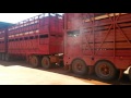 Australien Road trip 2016 Road Train with Cattle Roebuck Broome Derby WA  Outback Truckers Australia