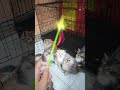 Kitten follows along with the toys movements