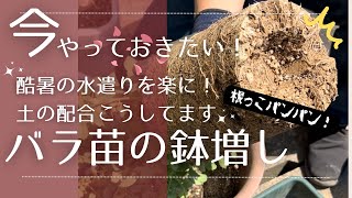 【夏に楽したい】ズボラだから土にこだわる土の配合で猛暑対策 バラ苗の鉢増し