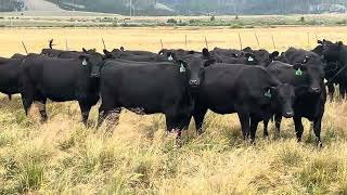Cattle Range Listing # 510C350