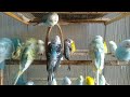 Cute Rainbow Budgies With Sweet Sounds That Bird Enthusiasts Love Watching