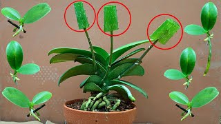 Tips for propagating orchids super fast thanks to aloe vera