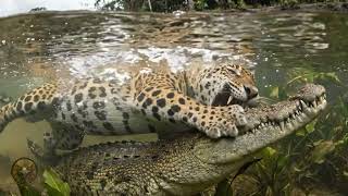The Jaguar That Broke the River's Rules — vs. a Living Crocodile