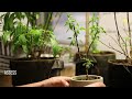 Wiring and Shaping Capsicum Bonsai