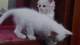 Funny Kittens | Cute Feline #cutenessoverload #foryou #catsworld