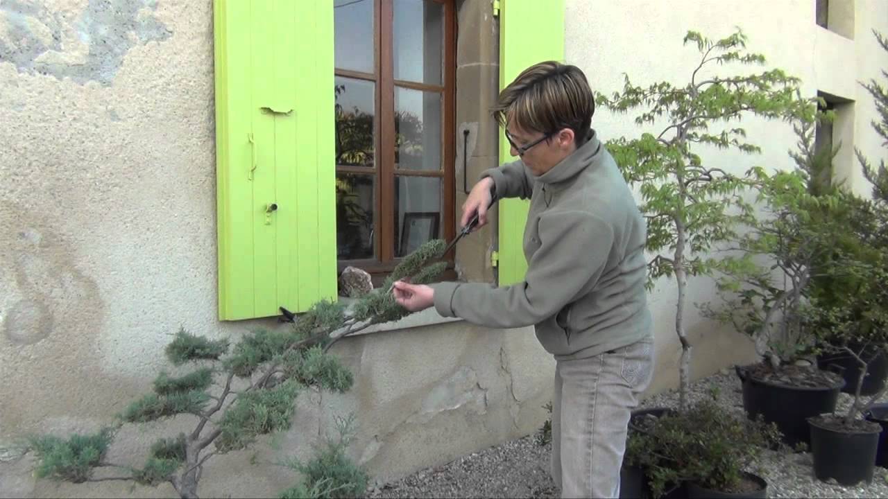 Maintenance pruning of a niwaki - Frederique DUMAS - Japanese pruning - 庭木
