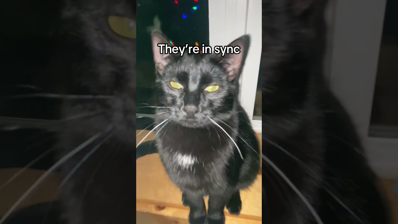 Cats in sync 