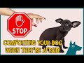 Stop comforting your dog when theyre afraid