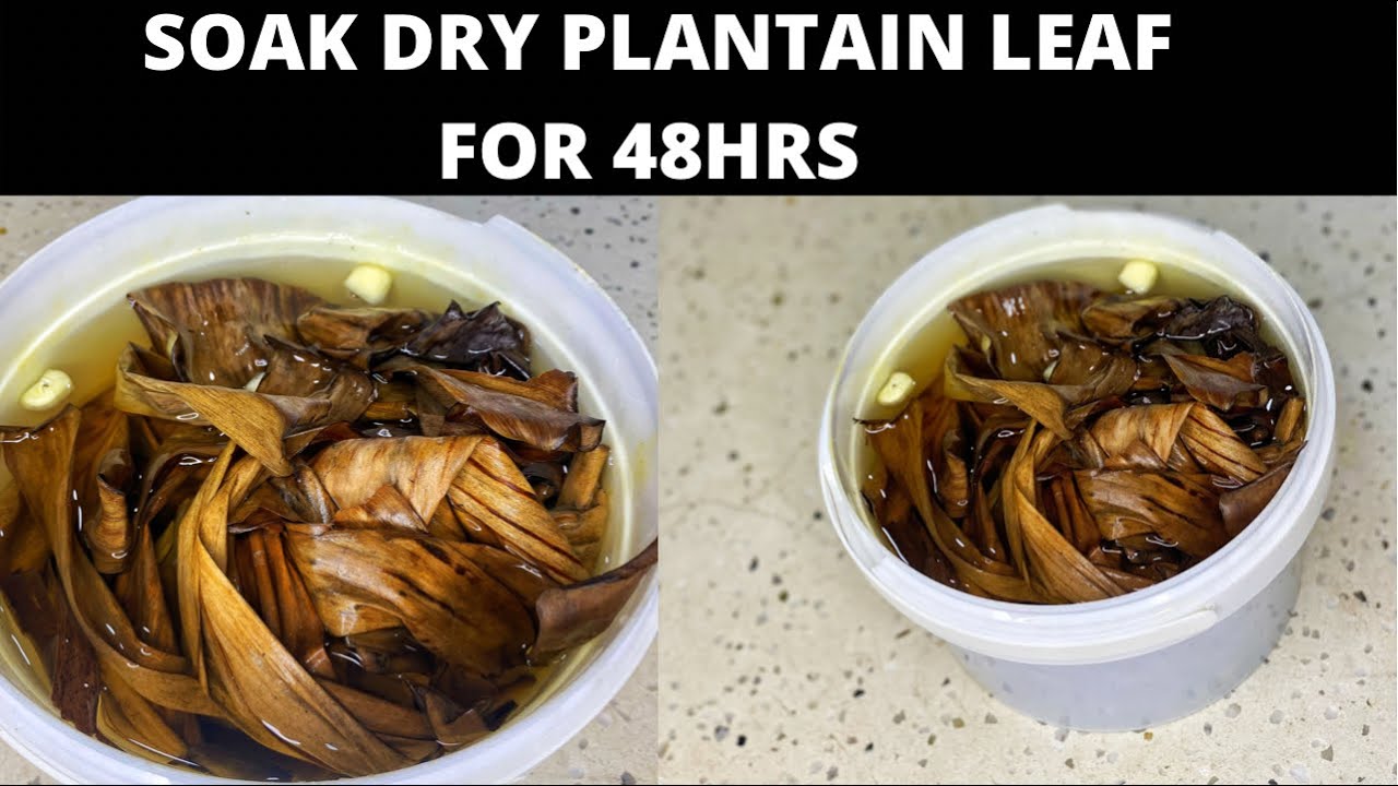 Cure all Sickness in 7days! Soak dry Plantain Leaf and Drink 3times daily.