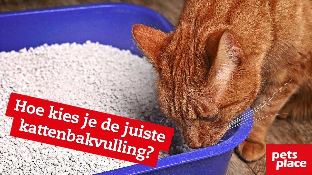Wat is de beste kattenbakvulling om de kattenbak te verschonen? - YouTube Wat Is De Beste Kattenbakvulling Om De Kattenbak Te Verschonen? - Youtube