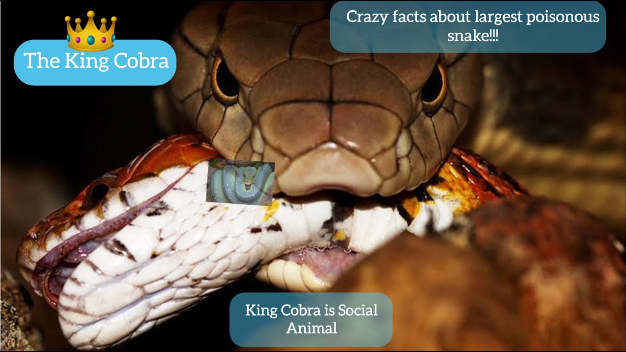 King Cobra largest Poisonous Snake || Monster snake || Big snake kills ...