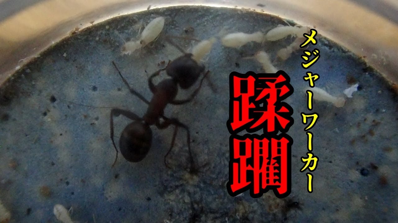 ありの飼育記#101】蟻と白蟻の全面戦争勃発【後編】Ants vs termite
