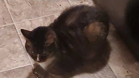 Video 7181391: tabby american shorthair, gray american shorthair, shorthair brown tabby, feline, cat toy