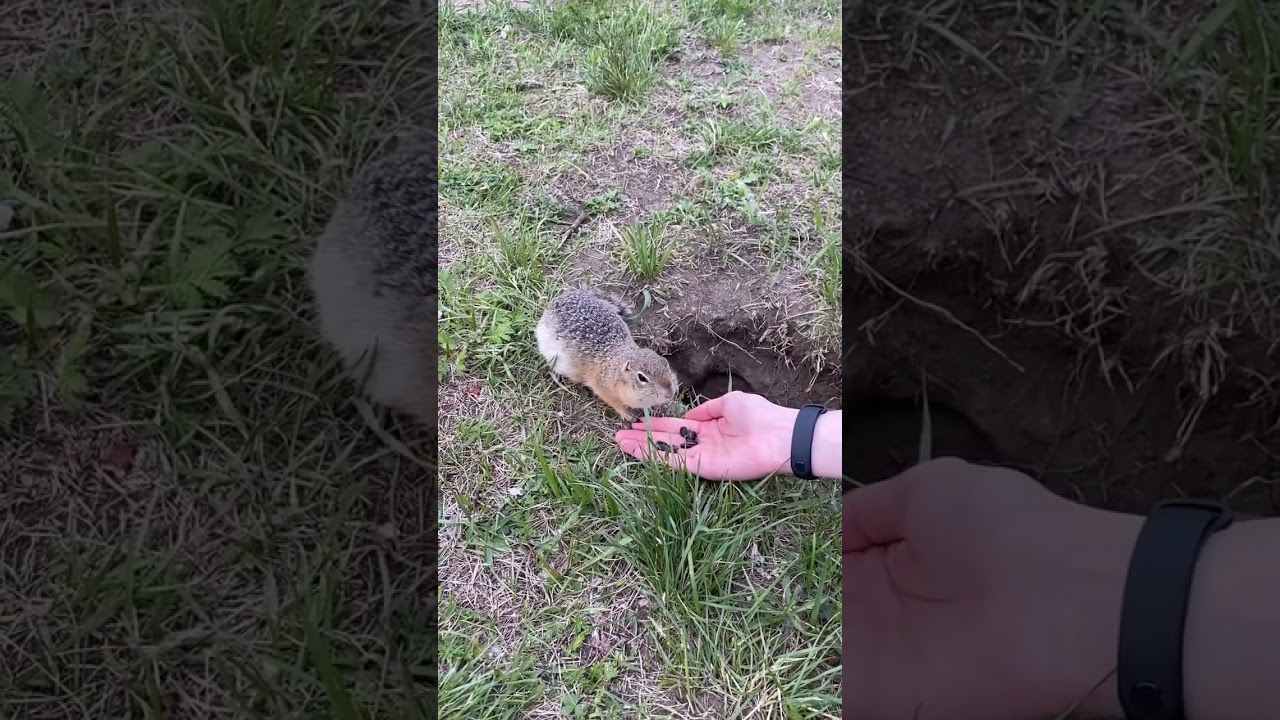 Суслик лакомится #shorts #суслик