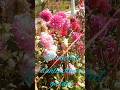 beautiful dahlia flower garden #nature #song #viral #love #shorts #ytshorts #youtubeshorts