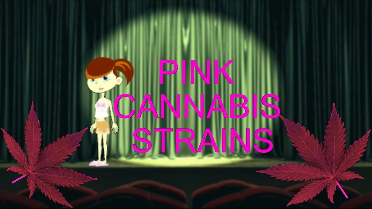 Pink Cannabis Strains