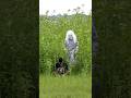 Funny Ghost Scary Prank part ! 36 arham funny 420 #shorts