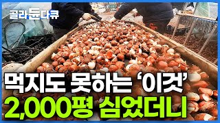 불티나게 팔린다. 먹지도 못하는 '이것' 150만 개 심어서 야무지게 수익 올리는 사장님│튤립 농장 모든 것│극한직업│#골라듄다큐