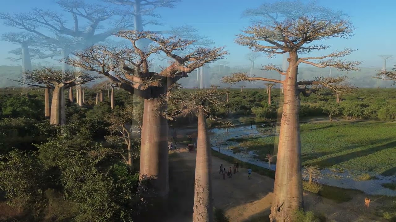 Roadtrip Morondava 2025 - Le coeur en feu - Le chant des routes