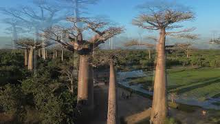 Roadtrip Morondava 2025 - Le Coeur En Feu - Le Chant Des Routes