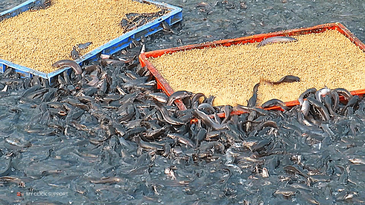 Catfish Farming In Concrete Cement Tank In Asia Million Baby Catfish Catfish Farming In Concrete Cement Tank In Asia Million Baby Catfish