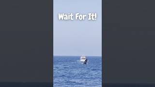The Crew Said They Haven’t Seen Whales Do This In 3 Years! 🐋